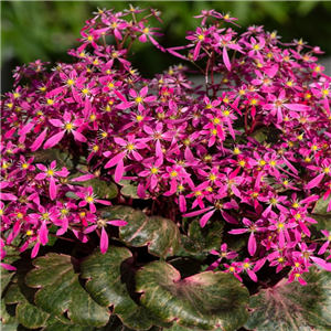 Saxifraga 'Dancing Pixies Twinkie'